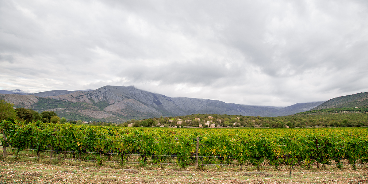 Cabernet - Tenuta Ofena