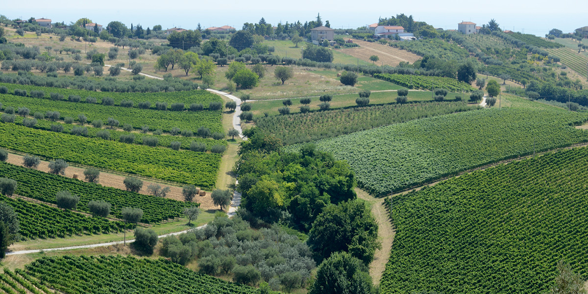 Iskra - Tenuta Controguerra