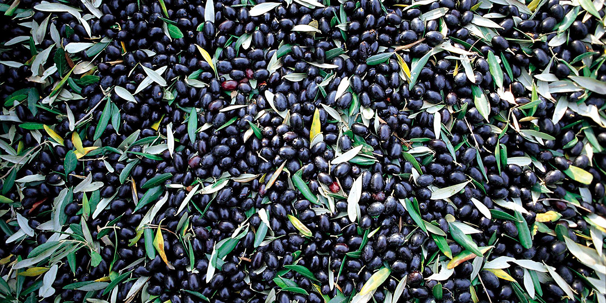 Olive Tenute Agricole Masciarelli