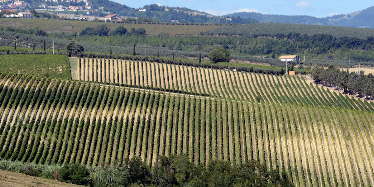 Syrah Loreto