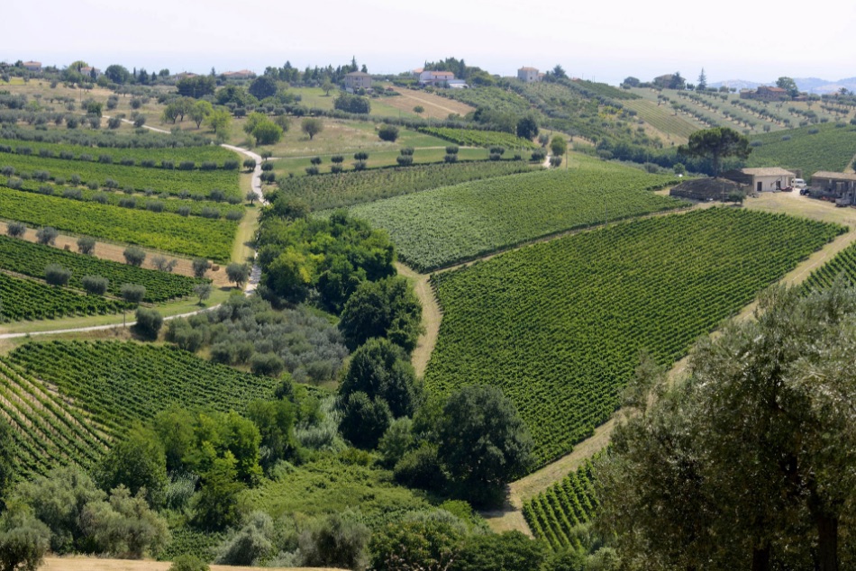 Filari di Tortoreto